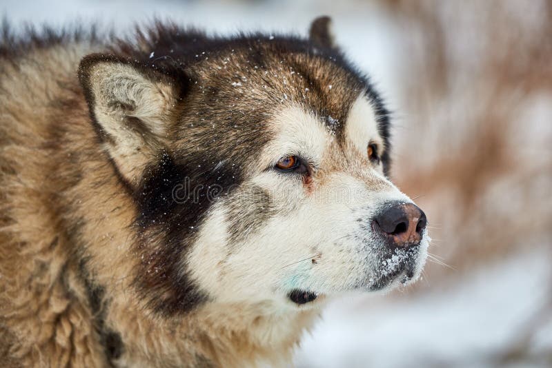 Beautiful alaskan malamute  . Alaskan malamute in the nature, in the winter time. Beautiful alaskan malamute  . Alaskan malamute in the nature, in the winter time