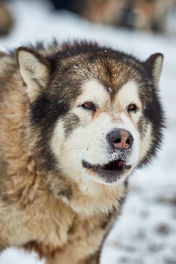 Beautiful alaskan malamute  . Alaskan malamute in the nature, in the winter time. Beautiful alaskan malamute  . Alaskan malamute in the nature, in the winter time