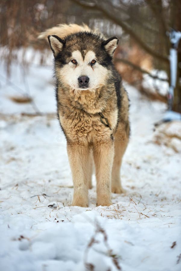 Beautiful alaskan malamute  . Alaskan malamute in the nature, in the winter time. Beautiful alaskan malamute  . Alaskan malamute in the nature, in the winter time