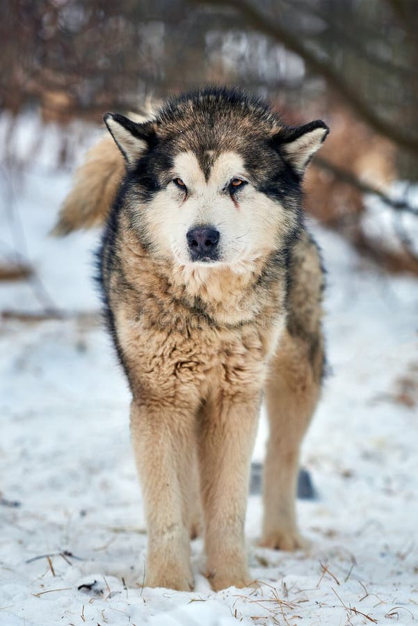 Beautiful alaskan malamute  . Alaskan malamute in the nature, in the winter time. Beautiful alaskan malamute  . Alaskan malamute in the nature, in the winter time