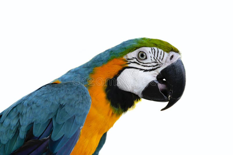 Beautiful blue and gold orange Macaw - Parrot`s head in isolated white background. Beautiful blue and gold orange Macaw - Parrot`s head in isolated white background