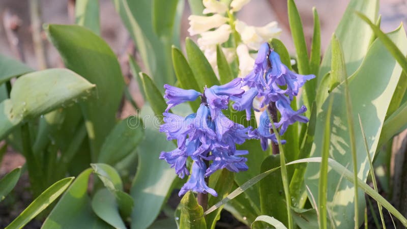 Prachtige bloemkolen bloemen bloesem in de lente van de bijen bestuivende bloemen groene ontspanningsachtergrond