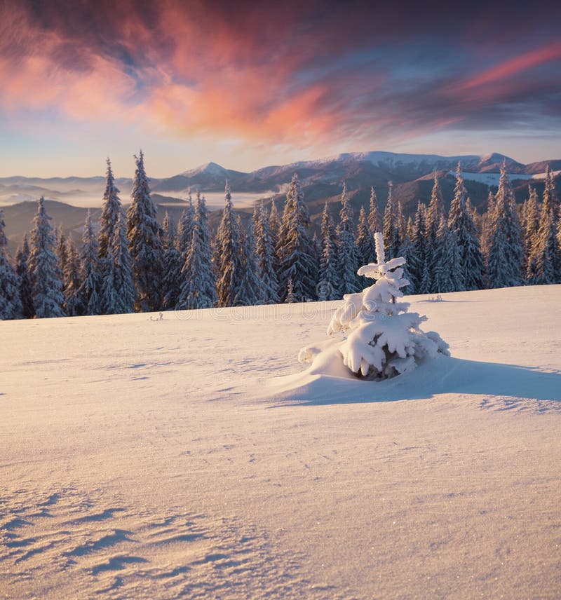 Prachtige de winterzonsopgang in bergbos met behandelde sneeuw stock fotografie Prachtige de winterzonsopgang in bergbos met behandelde sneeuw stock fotografie