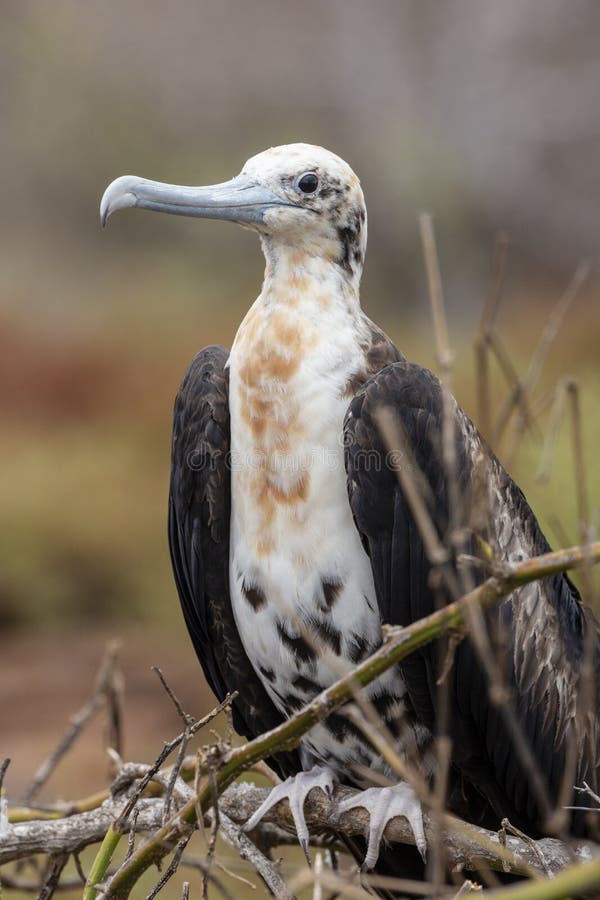 Prachtige Frigatebird in de Eilanden van de Galapagos stock foto Prachtige Frigatebird in de Eilanden van de Galapagos stock foto