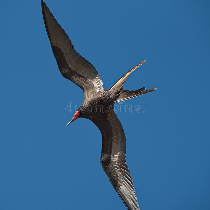 Prachtige frigatebirdFregata magnificens tijdens de vlucht op blauw stock foto Prachtige frigatebirdFregata magnificens tijdens de vlucht op blauw stock foto