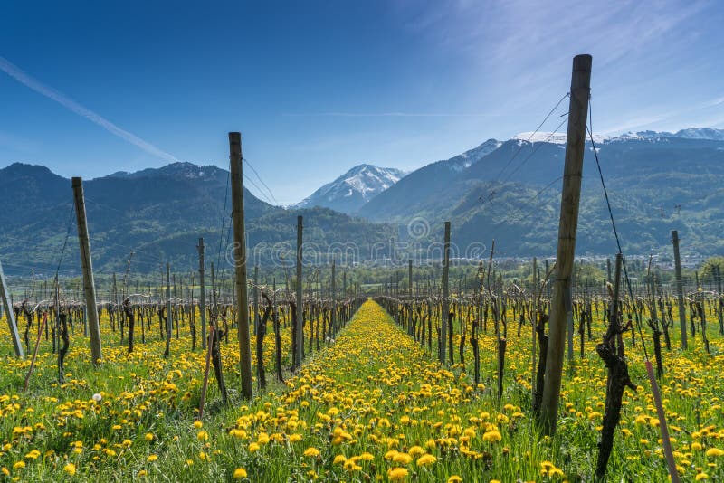 Prachtige mening van wijngaarden in de lente met gele bloemen en eindeloze rijen van wijnstokken stock foto Prachtige mening van wijngaarden in de lente met gele bloemen en eindeloze rijen van wijnstokken stock foto