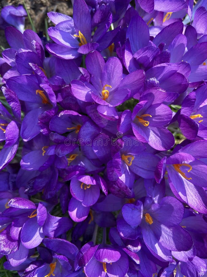Prachtige paarse krokussen midden maart royalty-vrije stock fotografie