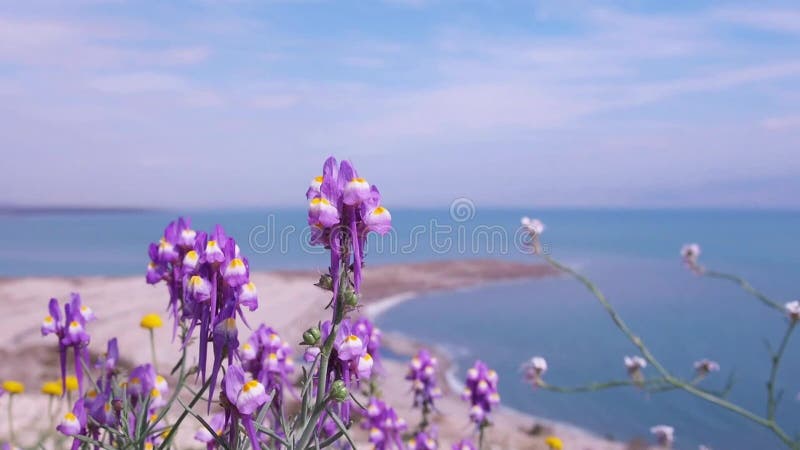 Prachtige paarse linaria haelava - bloemen aan de kust van de dode zee.