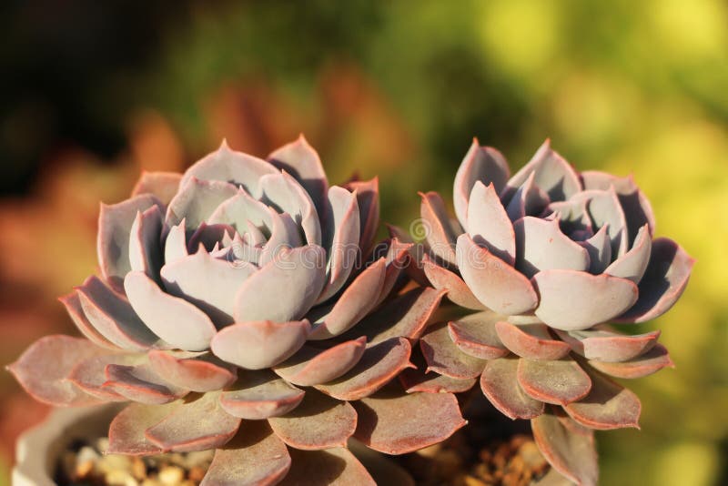 Beautiful succulents in spring sunshine leaves.Beautiful succulents in spring sunshine leaves.Beautiful succulents in spring sunshine leaves. Beautiful succulents in spring sunshine leaves.Beautiful succulents in spring sunshine leaves.Beautiful succulents in spring sunshine leaves