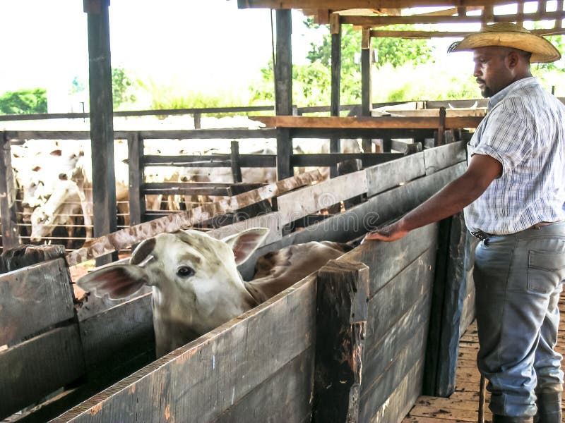 Parana, Brazil - October 23, 2003: worker observe a group of cattle in confinement. Parana, Brazil - October 23, 2003: worker observe a group of cattle in confinement