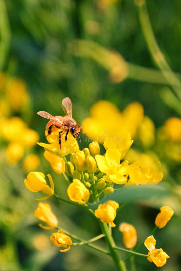 Pracująca pszczoła na rapeseed kwiatach fotografia royalty free Pracująca pszczoła na rapeseed kwiatach fotografia royalty free