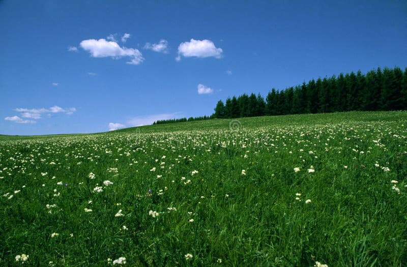 Many beautiful white flowers on the meadow.Heibei province,China. Many beautiful white flowers on the meadow.Heibei province,China.