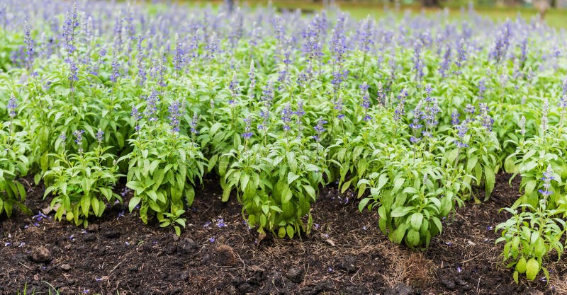 Prado com as flores ervais azuis de florescência de Salvia fotografia de stock Prado com as flores ervais azuis de florescência de Salvia fotografia de stock