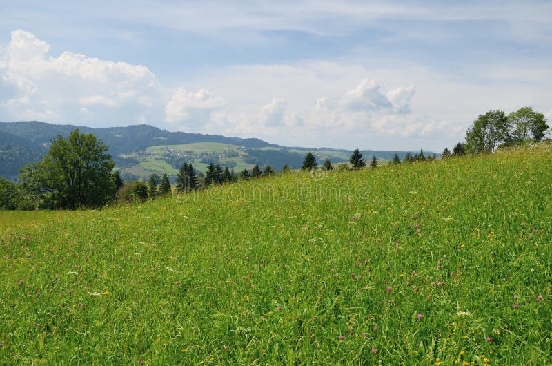 Prado da montanha imagem de stock