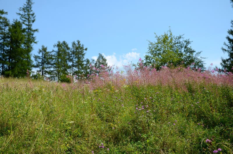 Prado da montanha imagens de stock