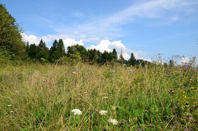 Prado da montanha foto de stock royalty free