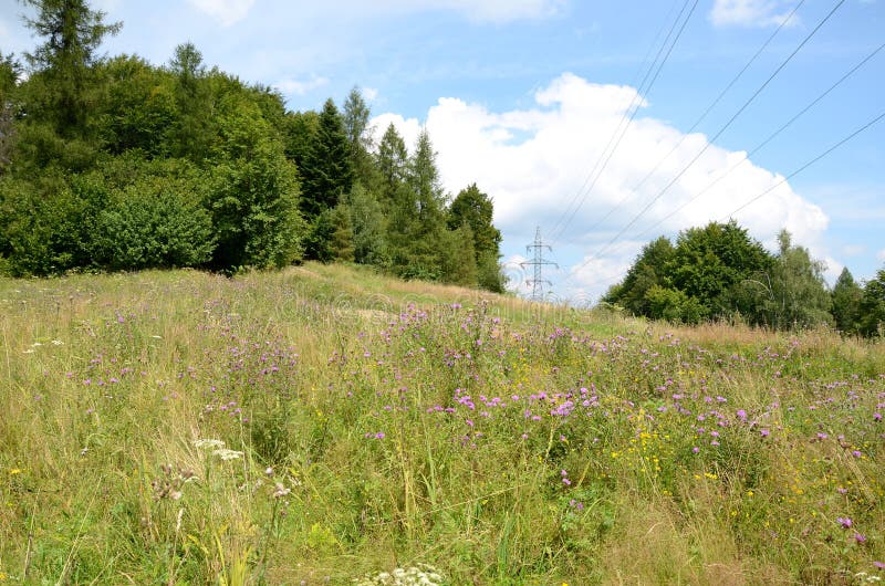 Prado da montanha fotografia de stock royalty free