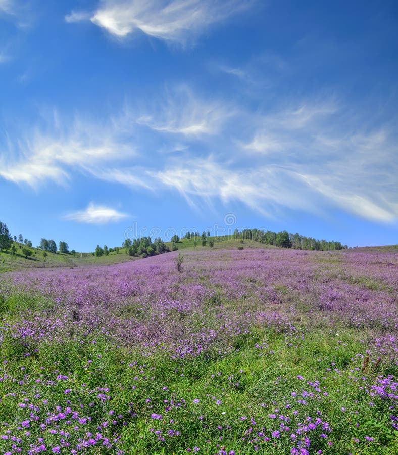 Prado de florescência da montanha pitoresca - landscap colorido do verão imagem de stock Prado de florescência da montanha pitoresca - landscap colorido do verão imagem de stock