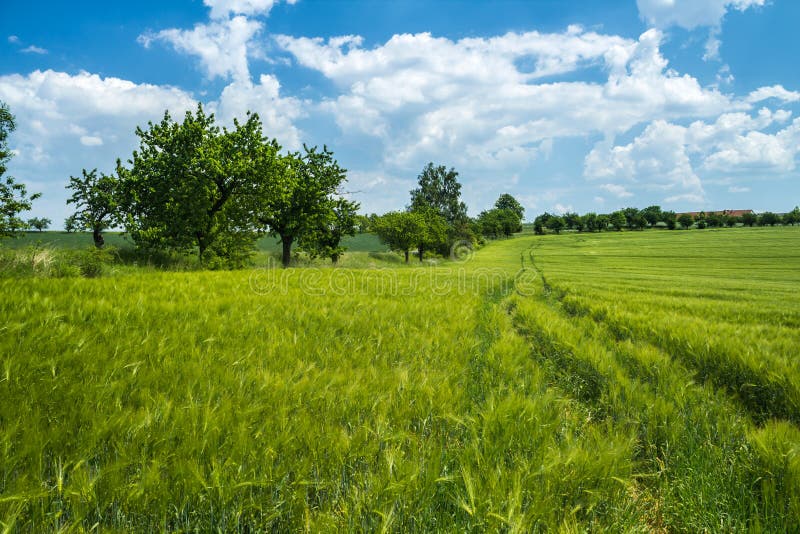 Prado del trigo debajo del cielo soleado imágenes de archivo libres de regalías Prado del trigo debajo del cielo soleado imágenes de archivo libres de regalías