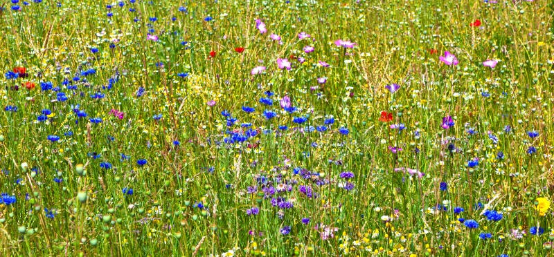 Prado floreciente del wildflower fotos de archivo libres de regalías