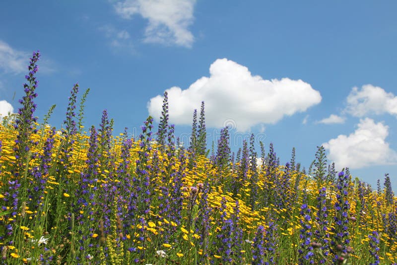 Prado florido de wildflowers contra el cielo azul con la nube