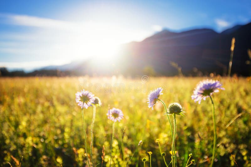 Prado hermoso del resorte Cielo claro soleado con luz del sol en montañas Campo colorido por completo de flores Grainau, Alemania