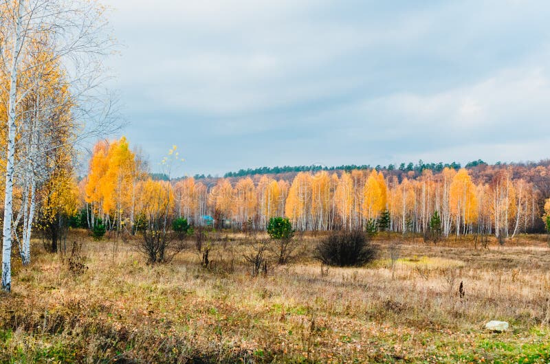 Prados del terreno de aluvión de la zona de la bosque-estepa imágenes de archivo libres de regalías Prados del terreno de aluvión de la zona de la bosque-estepa imágenes de archivo libres de regalías