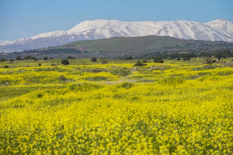 Meadows in Golan Heights with hermon mount on the backgound, Early Spring israel. Meadows in Golan Heights with hermon mount on the backgound, Early Spring israel.