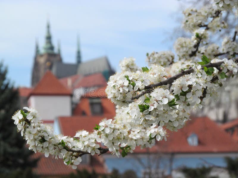 Prag-Frühling stockfoto Prag-Frühling stockfoto