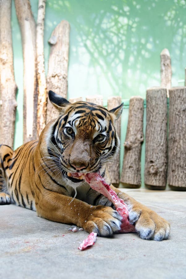 Tiger in Zoological Garden Enclosure in Prague Stock Photo - Image of  beast, central: 168224490