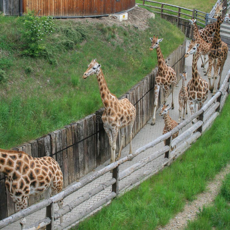 2009.05.07, Prague, Czech Republic. herd of giraffes walking in the park. Beautiful animals of the world. Sights of Prague. Walking around Prague. 2009.05.07, Prague, Czech Republic. herd of giraffes walking in the park. Beautiful animals of the world. Sights of Prague. Walking around Prague.