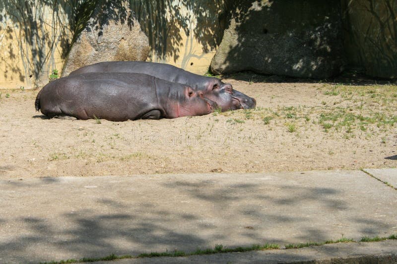 2009.05.07, Prague, Czech Republic. Couple of hippos lying on the sand. African animals on the territory. Beautiful animals of the world. Sights of Prague. Walking around Prague. 2009.05.07, Prague, Czech Republic. Couple of hippos lying on the sand. African animals on the territory. Beautiful animals of the world. Sights of Prague. Walking around Prague.