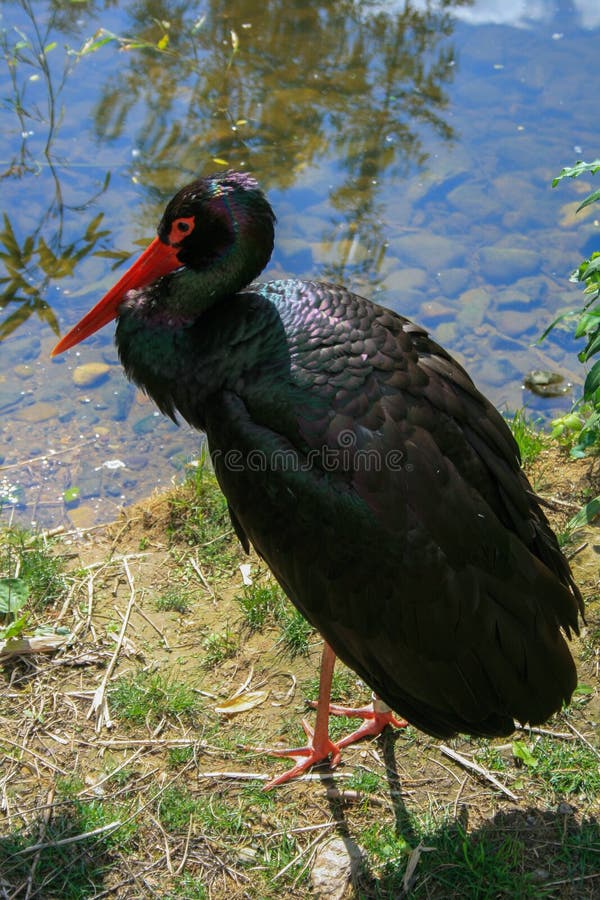 2009.05.07, Prague, Czech Republic. close-up of Black stork standing on the pond. Rare birds of the world.Beautiful animals of the world. Sights of Prague. Walking around Prague. 2009.05.07, Prague, Czech Republic. close-up of Black stork standing on the pond. Rare birds of the world.Beautiful animals of the world. Sights of Prague. Walking around Prague.