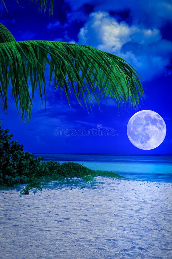 Praia tropical na noite com uma Lua cheia fotos de stock Praia tropical na noite com uma Lua cheia fotos de stock