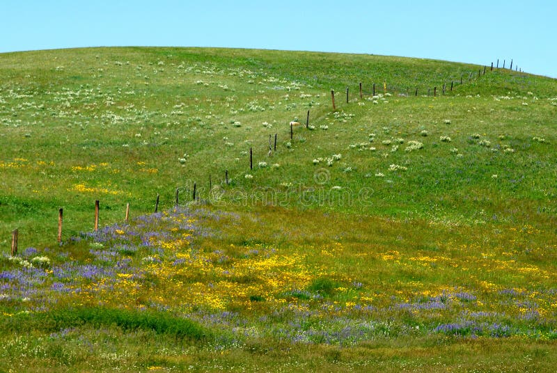 Prairie royalty free stock photo