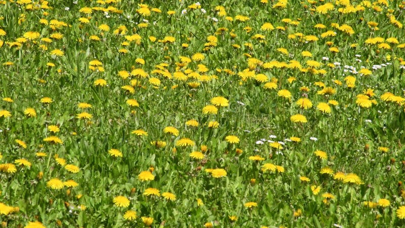 Prairie avec beaucoup de fleurs de dandelion au printemps