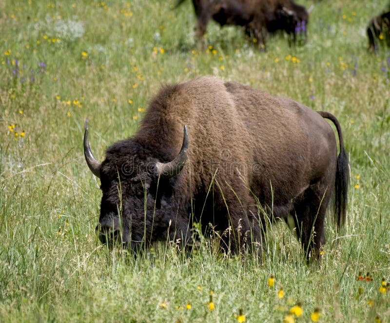 Prairie Buffalo stock image. Image of preserve, meadow 15715849