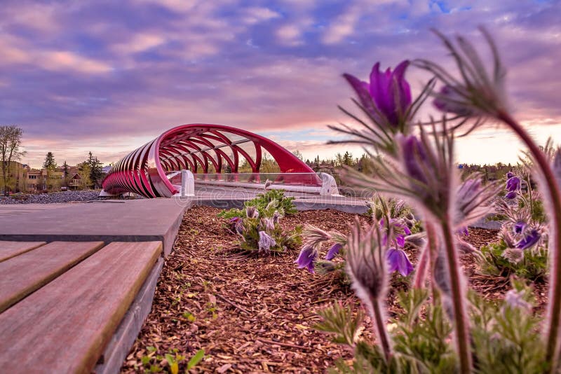 Flowers of Peace in the Empire State, New York City Editorial Stock
