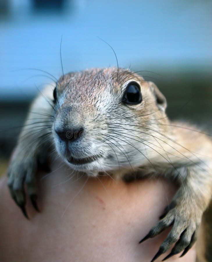 Prairie dog