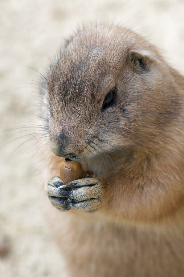 Prairie Dog