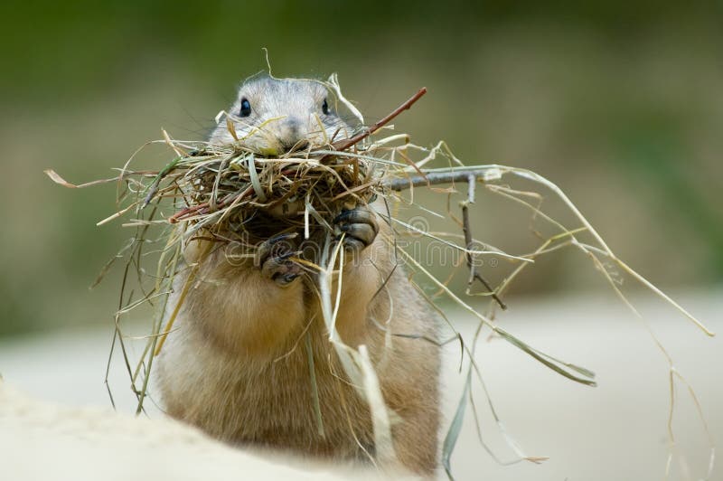 Prairie dog