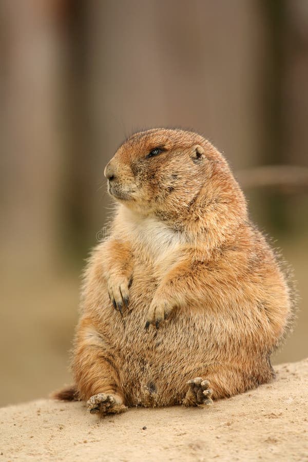 Prairie dog