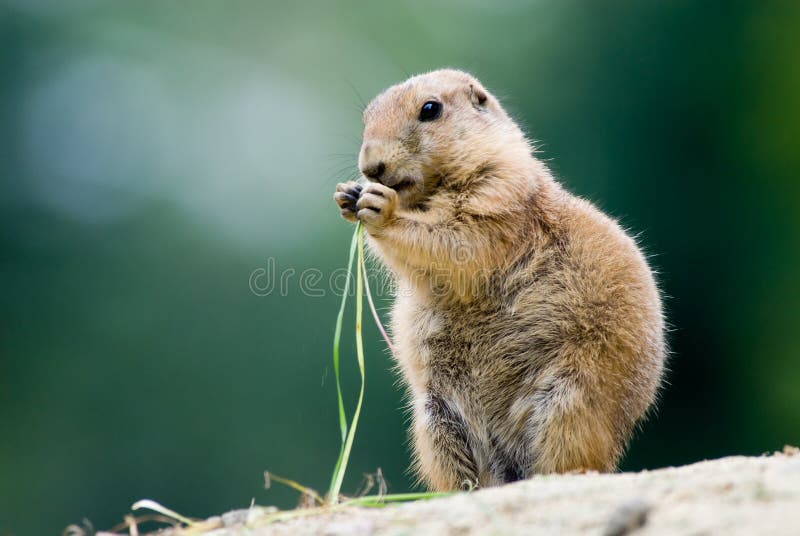 Prairie dog