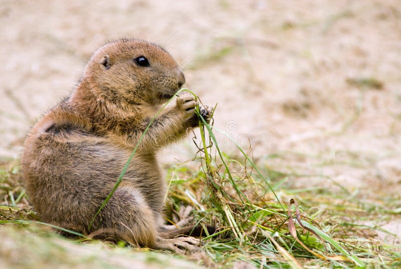 Prairie dog