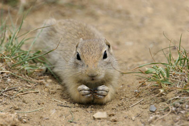 Prairie Dog