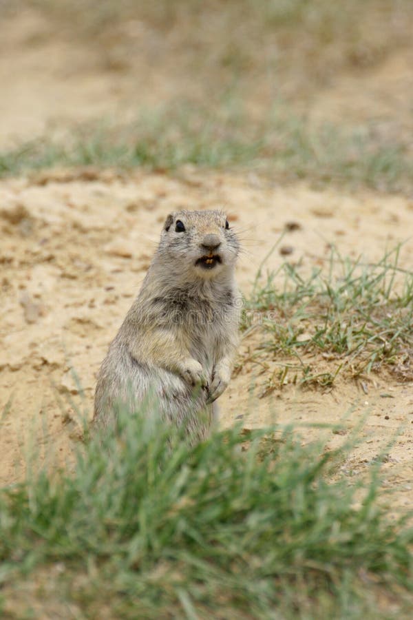 Prairie Dog