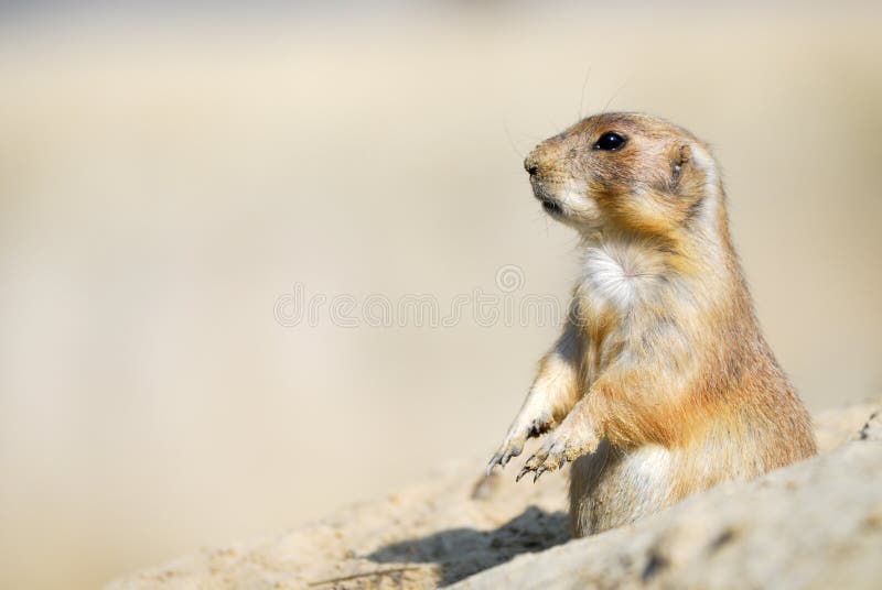 Prairie dog