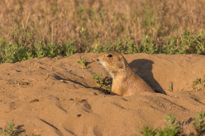 Prairie Dog at Burrow stock image
