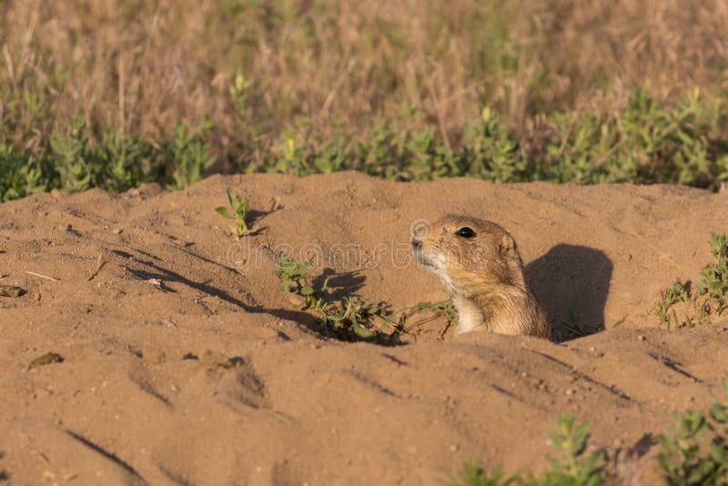 Prairie Dog in Burrow stock photos