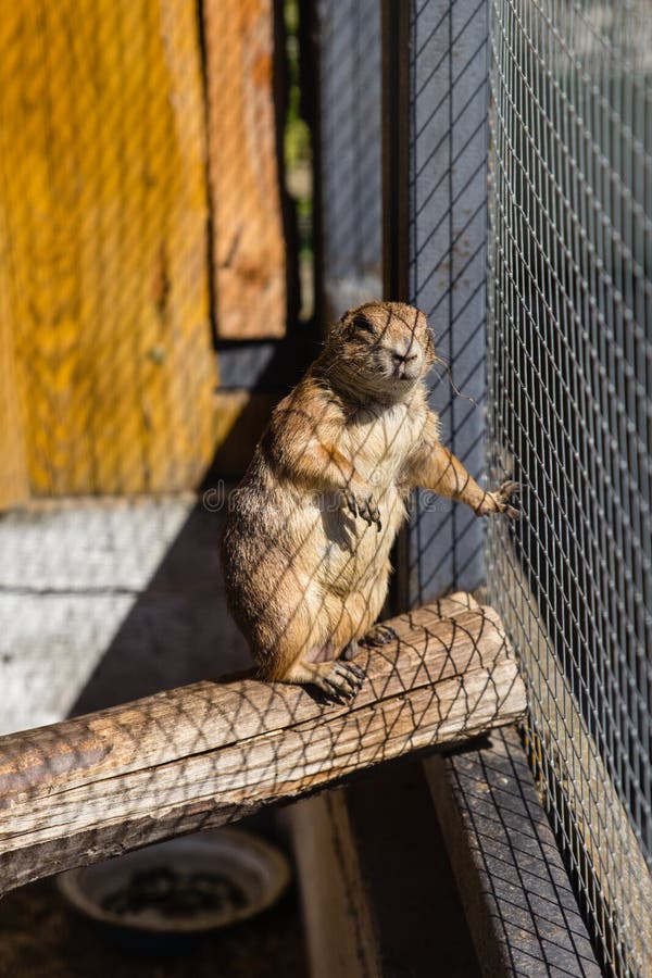 Prairie Dog in a cage. stock image. Image of cage, lovely 99412191